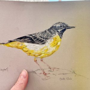 Grey Wagtail drawing coloured pencil illustration
