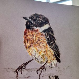 stonechat bird original drawing