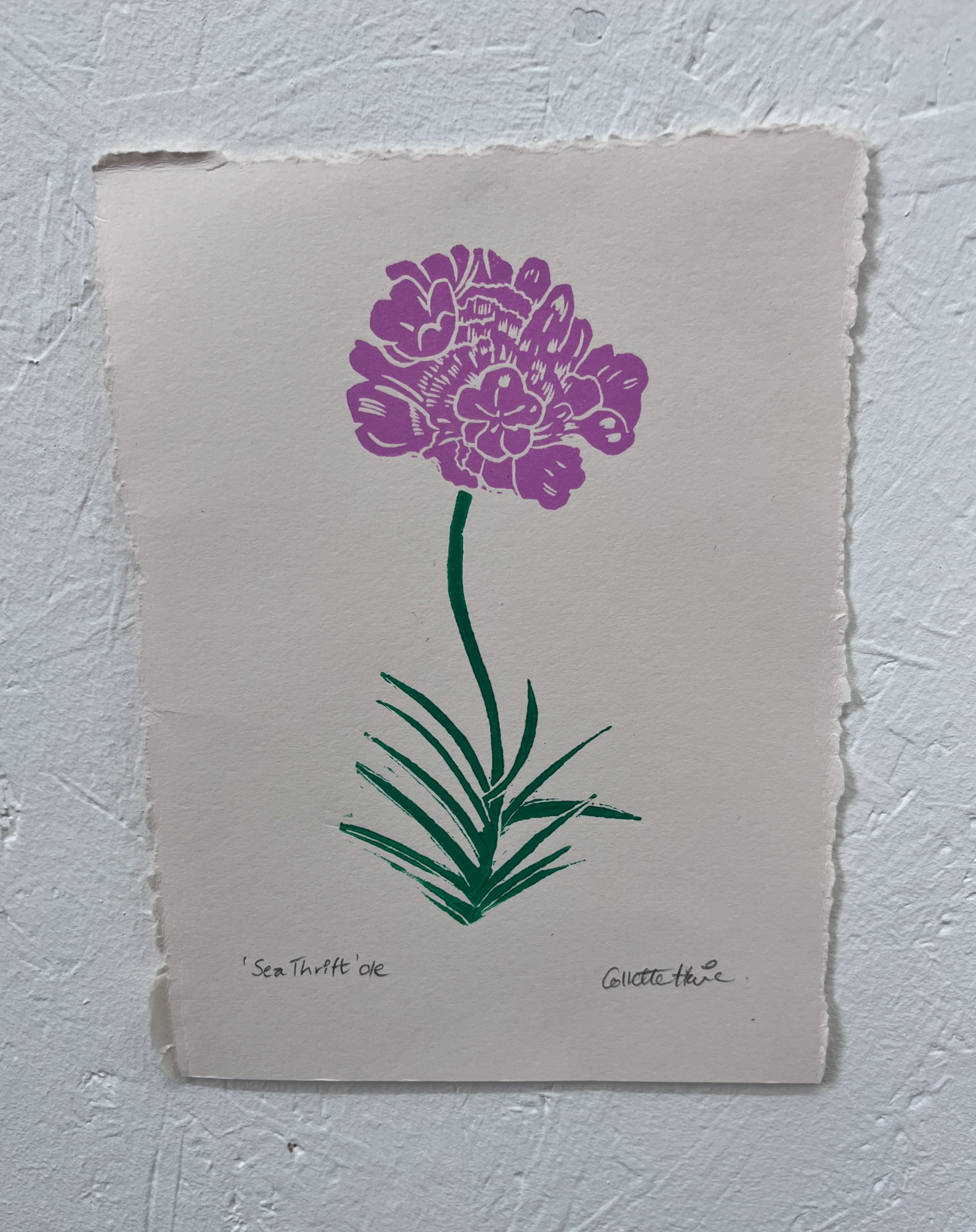 sea thrift Lino print in pink and green stem on cream paper