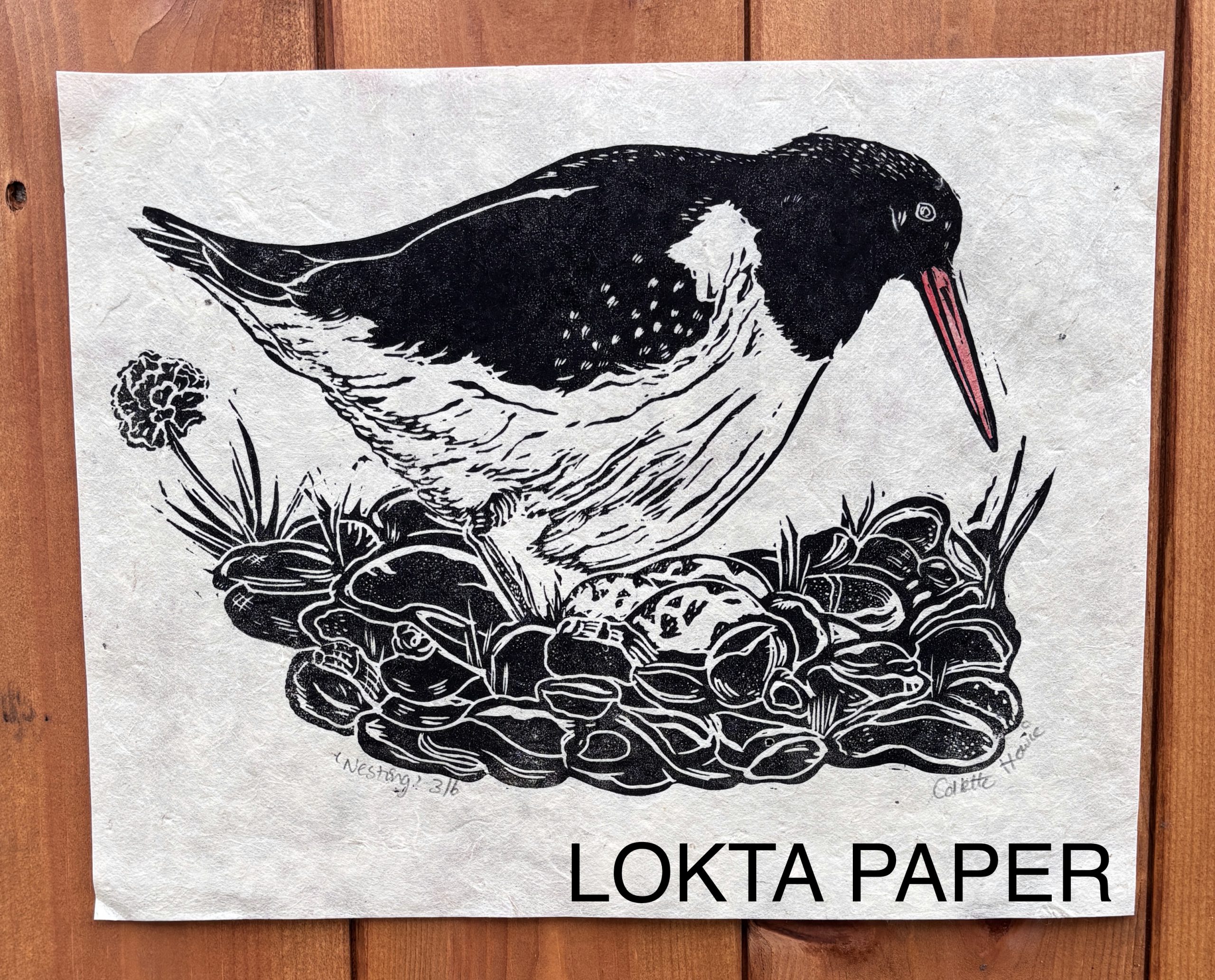 Oystercatcher bird Lino Print - Image 2