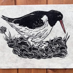 black and white oystercatcher bird with orange beak lino print nesting on a beach with pebbles and eggs