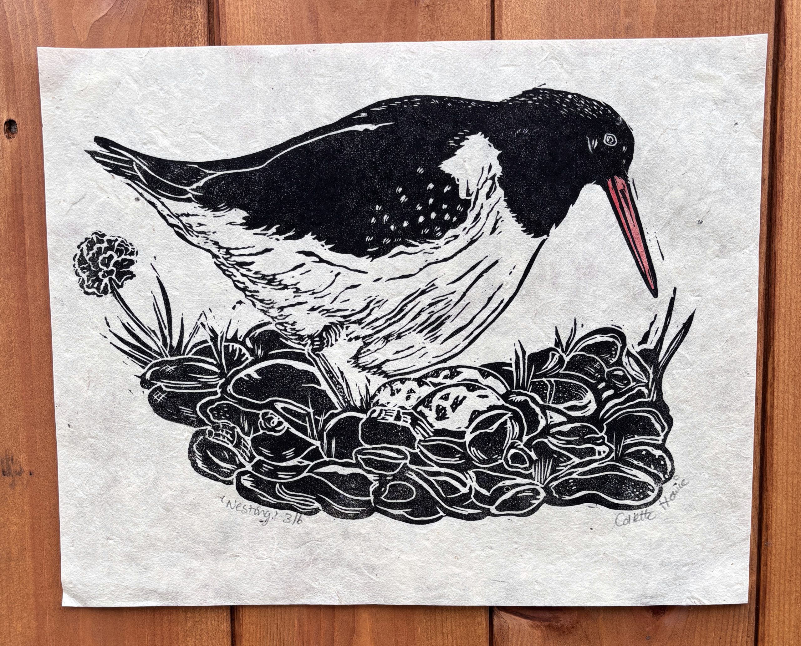 black and white oystercatcher bird with orange beak lino print nesting on a beach with pebbles and eggs