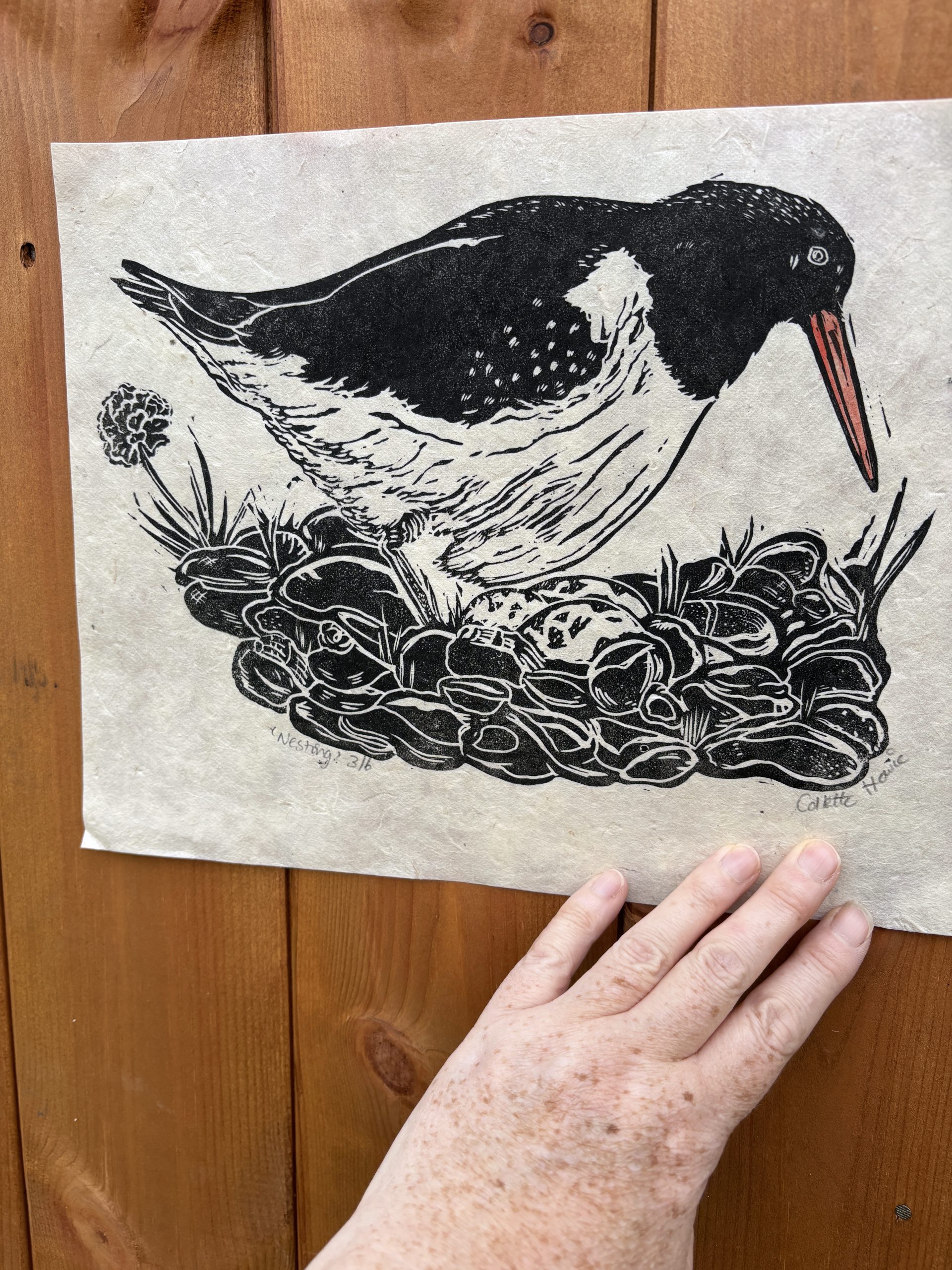 Oystercatcher bird Lino Print - Image 6